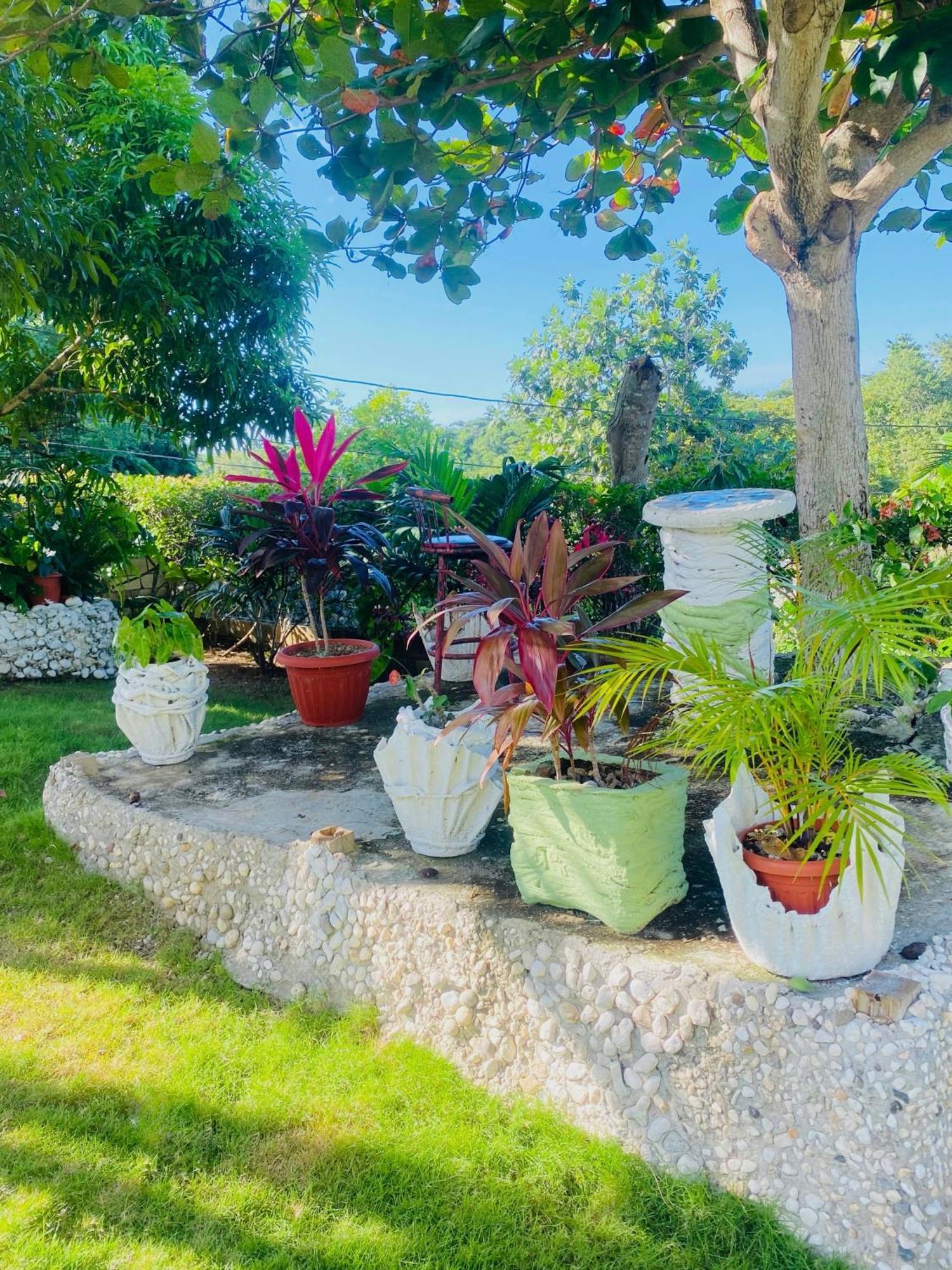 Cindy'S Garden Stay Очо Риос Екстериор снимка